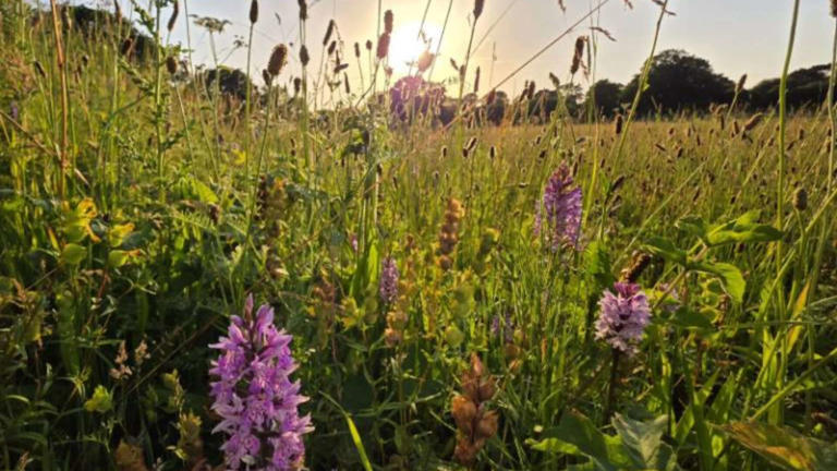 Britain left a five-acre farm without crops or new seeds; 15 years ...