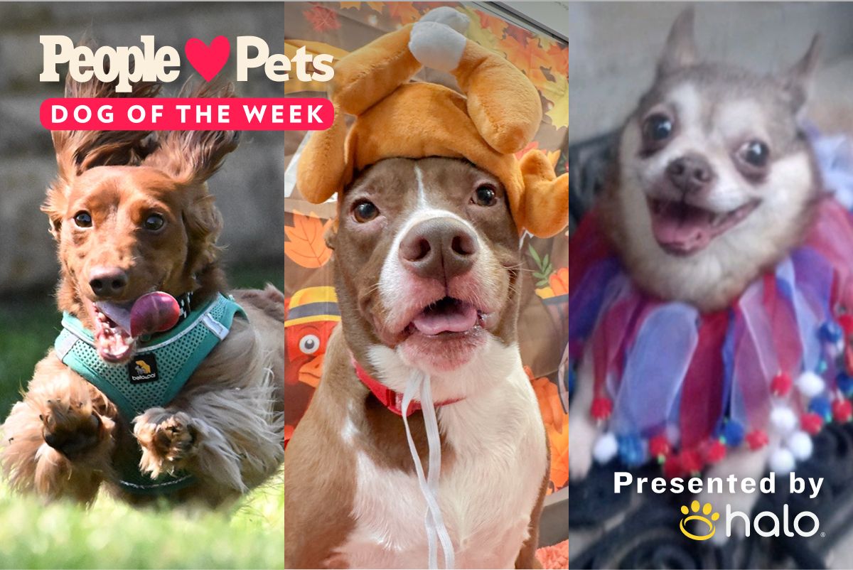 These Might Be the Three Silliest Dogs of All Time
