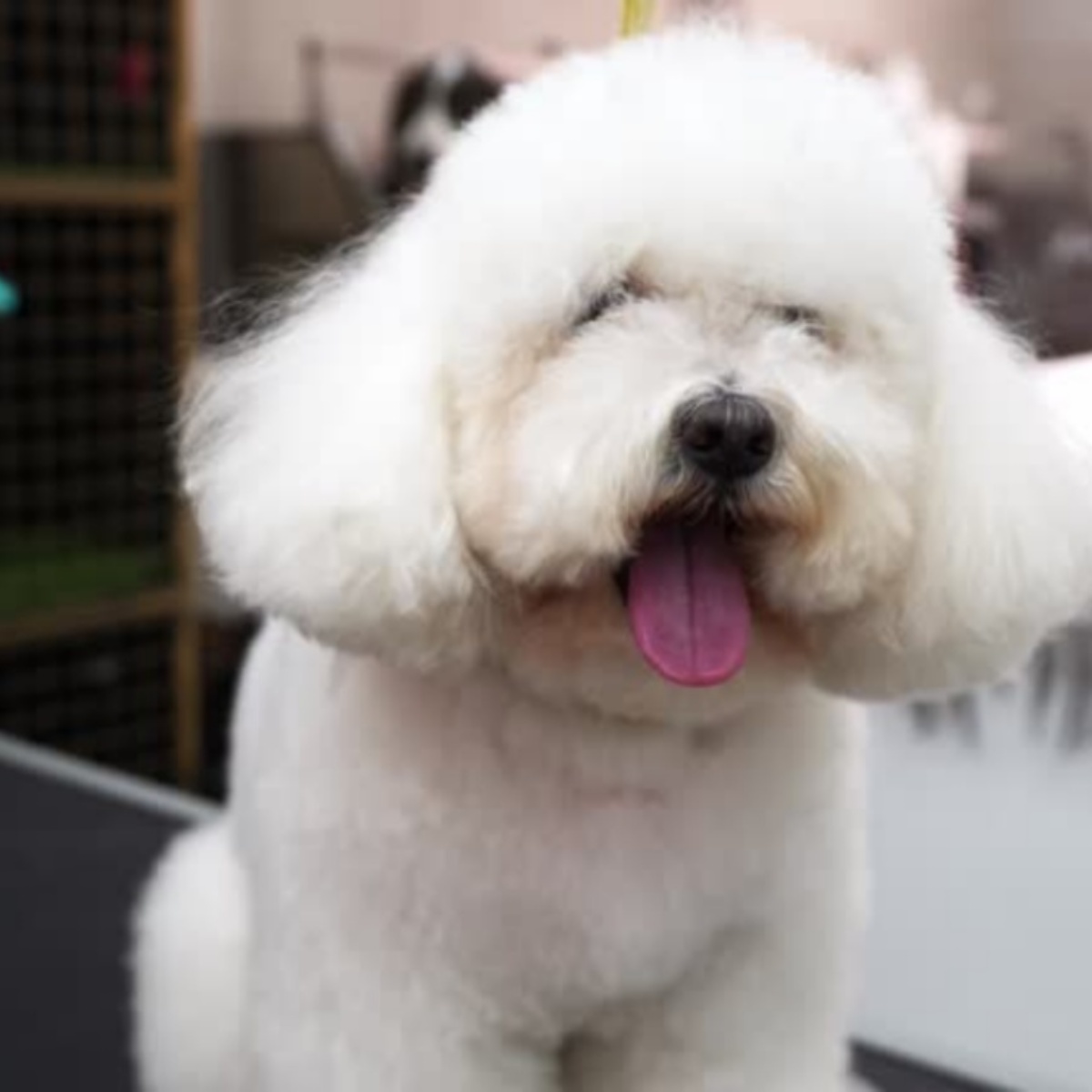 When you die, your dog doesn't think you're gone: Here's what it really thinks has happened, according to science
