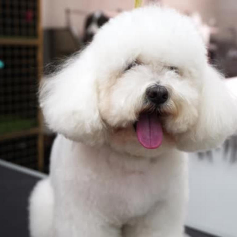 When you die, your dog doesn't think you're gone: Here's what it really thinks has happened, according to science