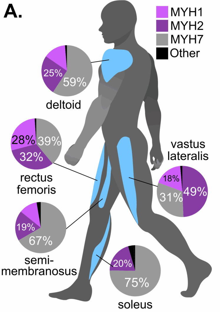 Evolution of skeletal muscle MYH genes and subfamilies. (CREDIT: Proceedings of the Royal Society B)