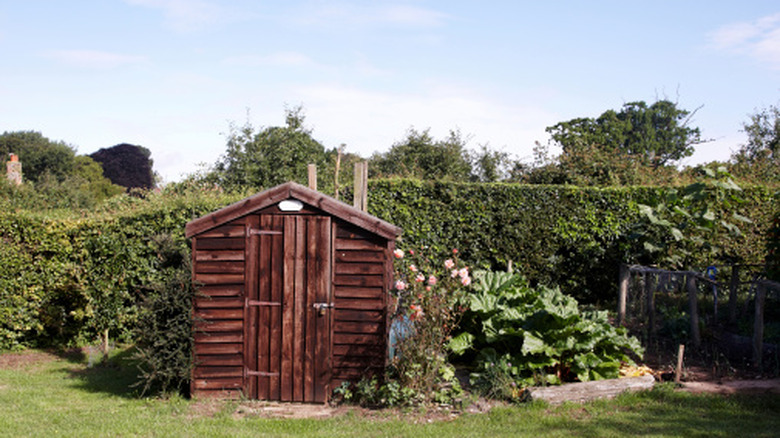 A small, weathered custom-built garden shed in a backyard.