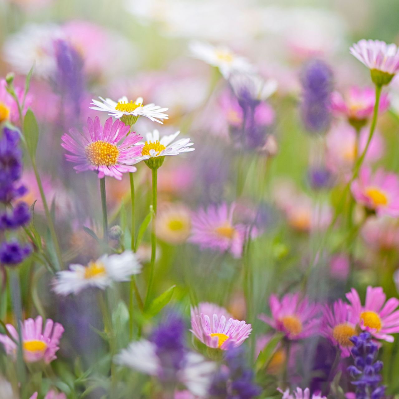 These 5 cottage garden flowers may look delicate – but they thrive in extreme summer conditions
