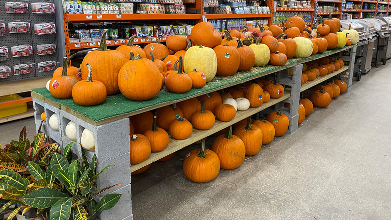 The interior of a Home Depot store with pumpkins for sale.