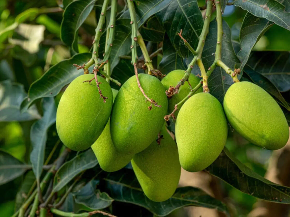 Raw mango vs ripe mango: Which one is better for health?