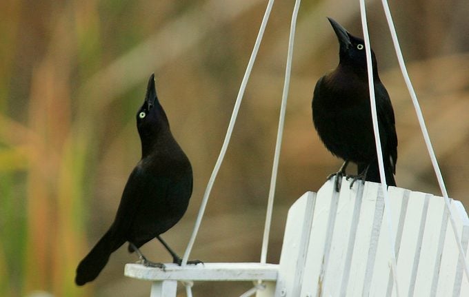 brewer’s blackbirds