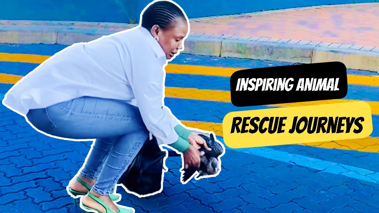 From lost to loved | Inspiring rescue journeys