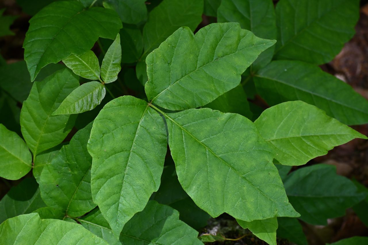Closeup of green leaves with pointy edges and textured veins