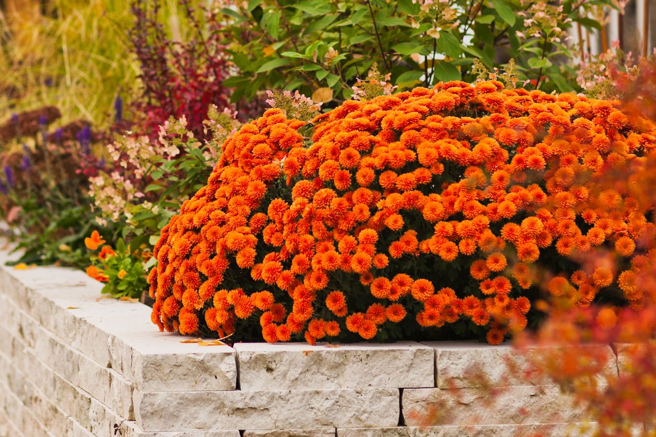Orange mums in raised garden