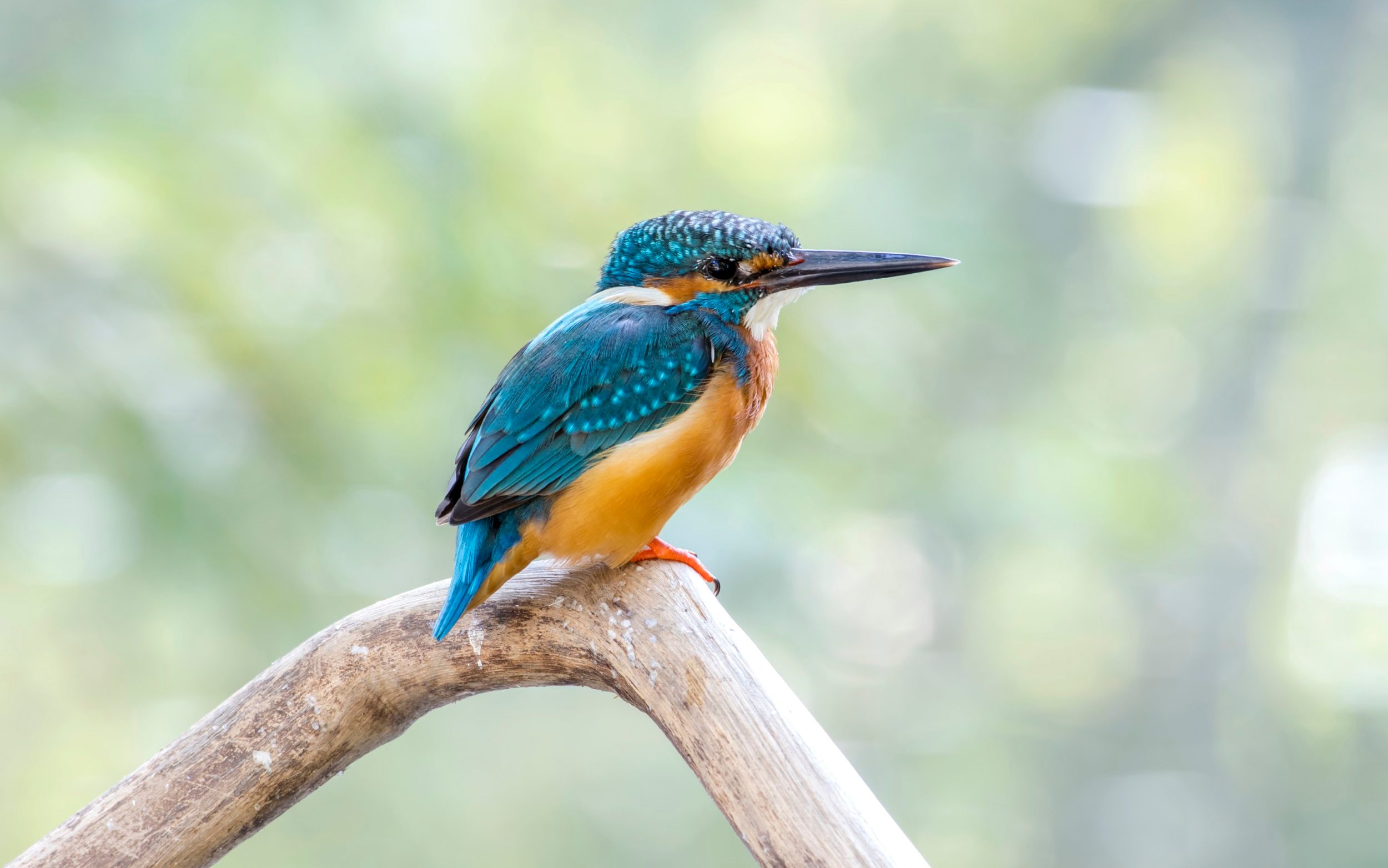 Common kingfisher