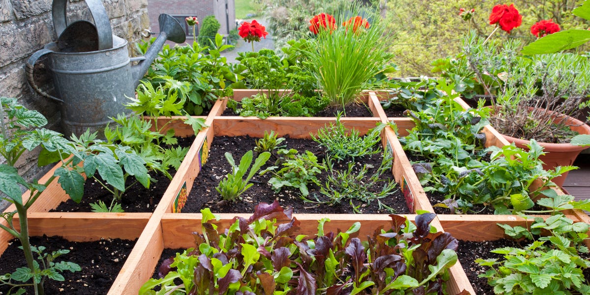 Why Your Herbs Keep Dying