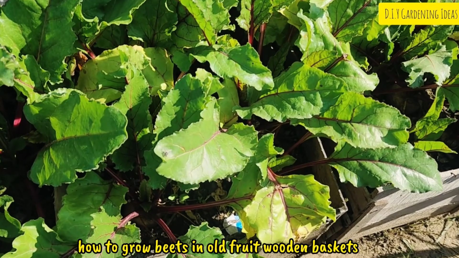Growing beets in pots: 9 expert tips for a huge harvest