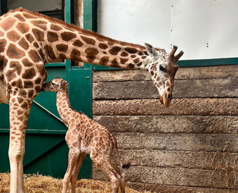 First giraffe born at Kent zoo in eight years named after Jude Bellingham