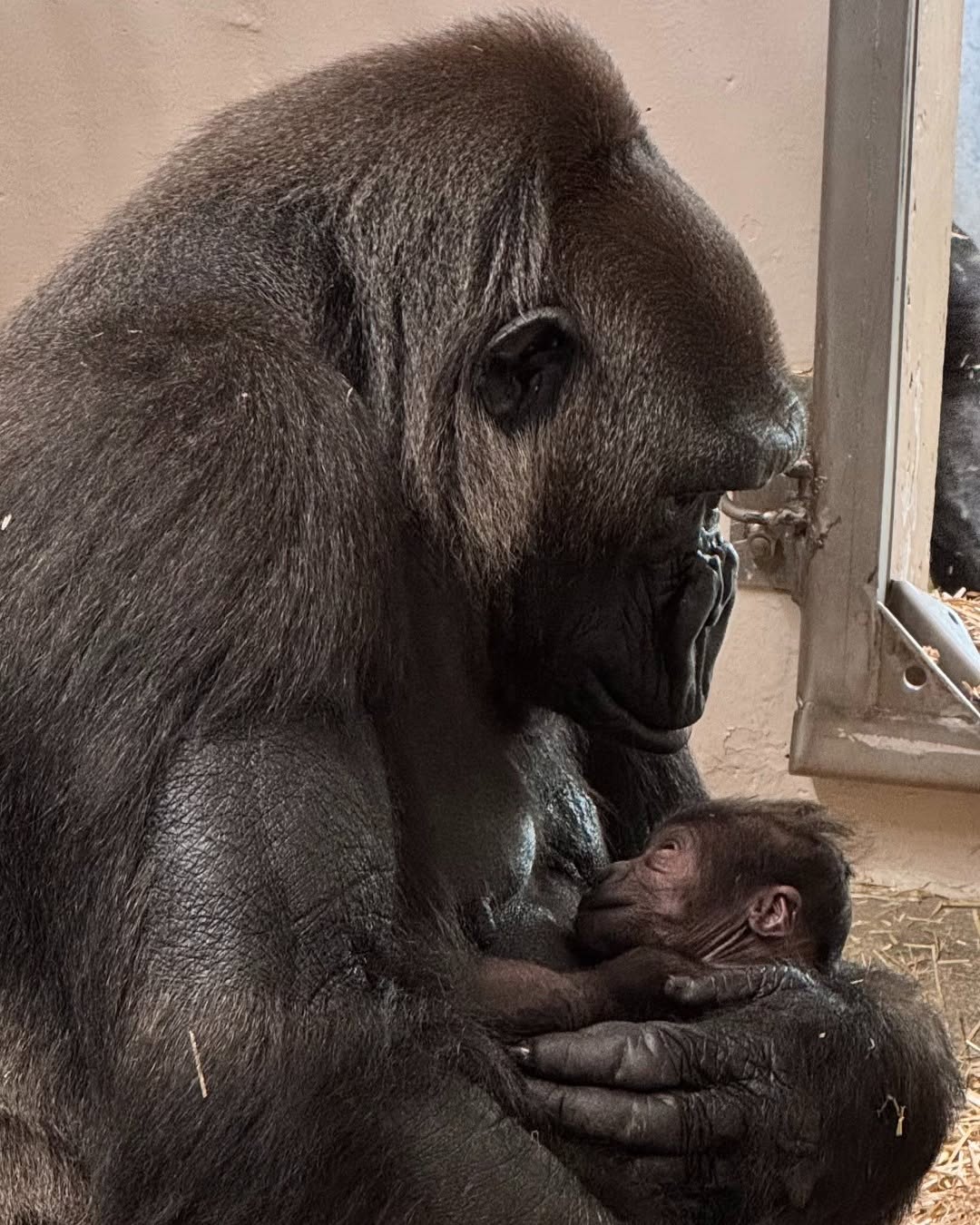 Detroit Zoo welcomes baby gorilla girl