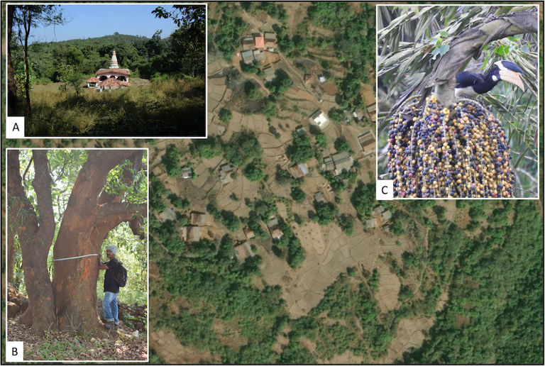 In India’s Western Ghats, sacred groves are better at growing future ...