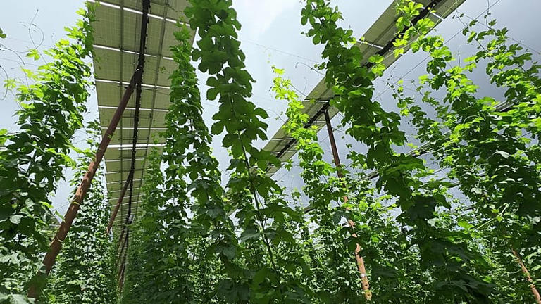 ‘Excellent profit’: Meet the Bavarian hop farmer securing his harvest ...