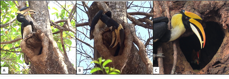 In India’s Western Ghats, sacred groves are better at growing future ...