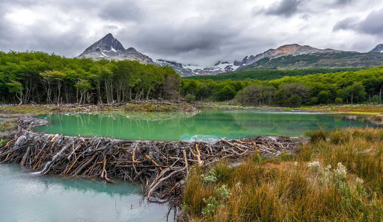 Beaver Dam