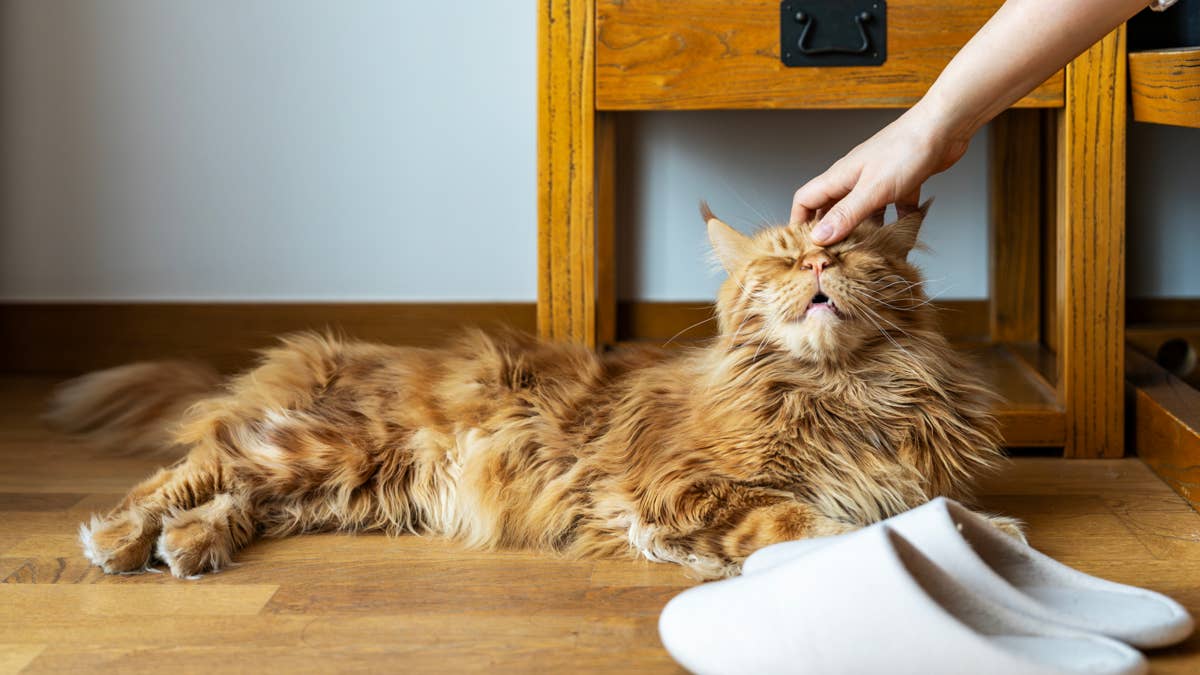 This Massive Maine Coon Cat Seriously Thinks He's a Great Dane