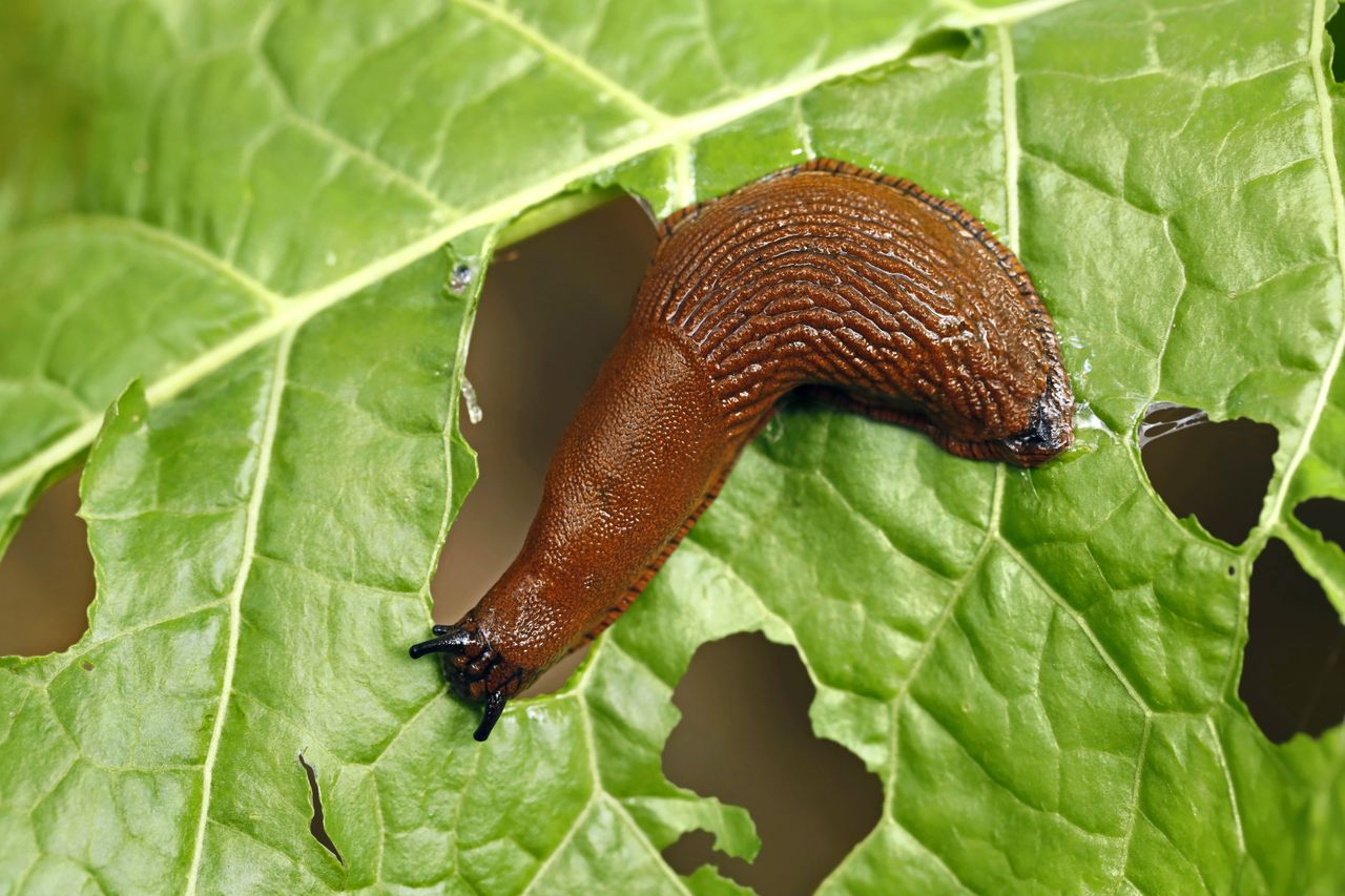 Slug eating leaves in garden