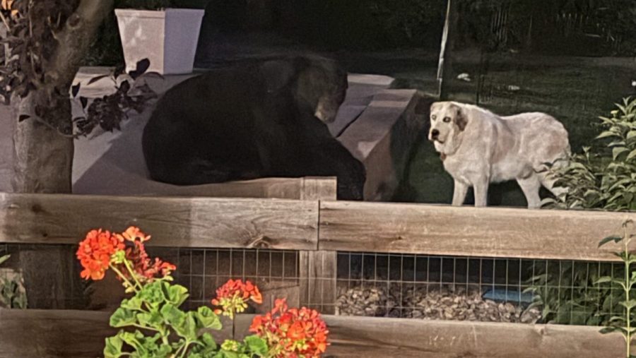 Bear spotted hanging out with dog in Colorado backyard
