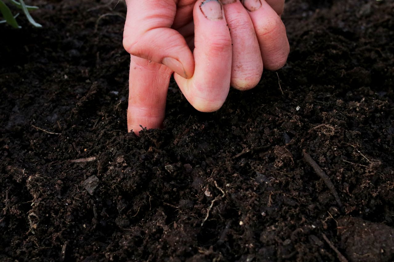 Finger checking soil moisture for watering