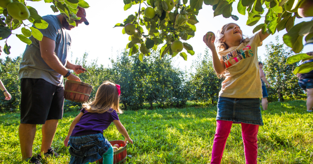 Rows of mature apple trees laden with ripe red apples in a sunlit Henderson County orchard.