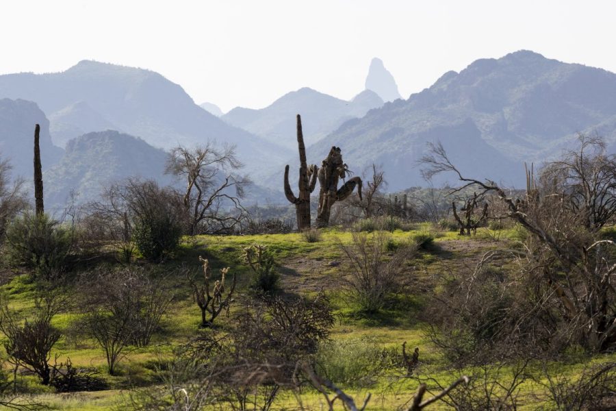 Man lived undetected in national forest for 8 years, created half ton ...
