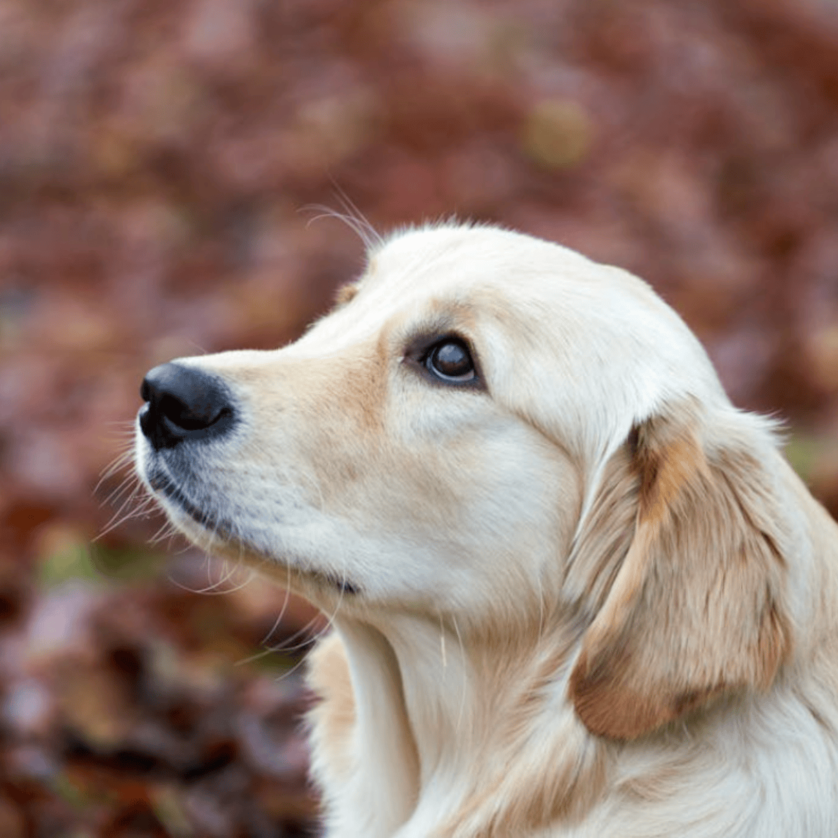 When you die, your dog doesn't think you're gone: Here's what it really thinks has happened, according to science