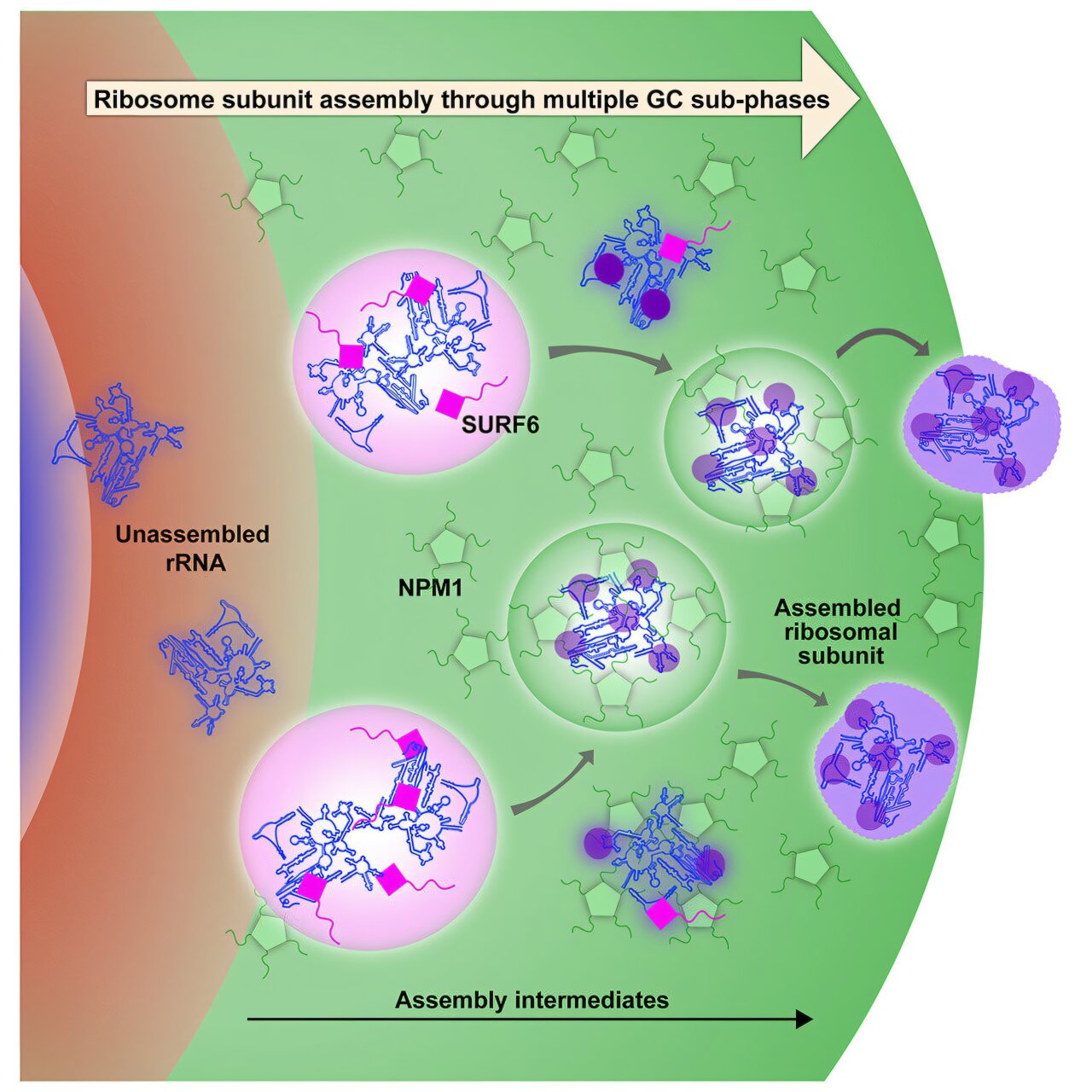 Scientists explain how nucleolus sub-compartments drive ribosome assembly