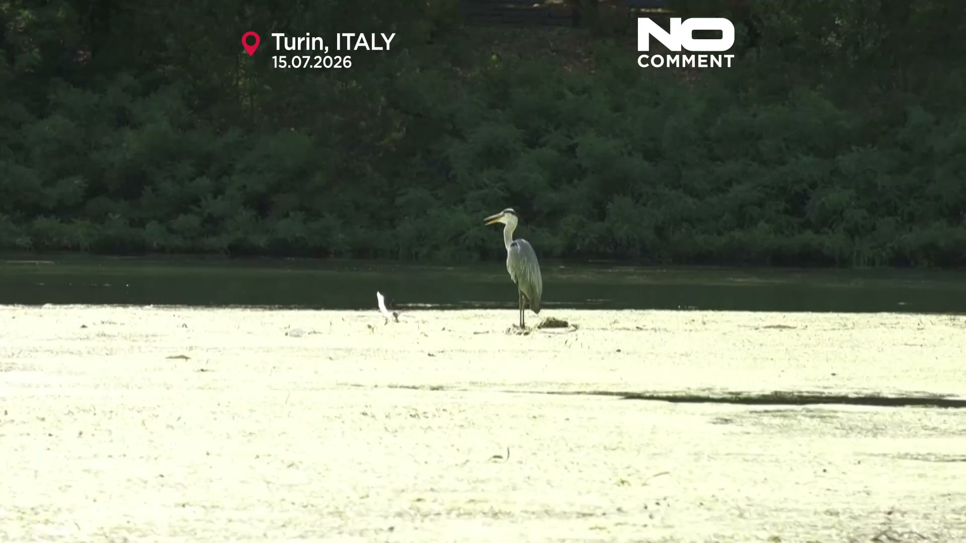 Po River choked by algae bloom as Italy battles heat and navigability woes