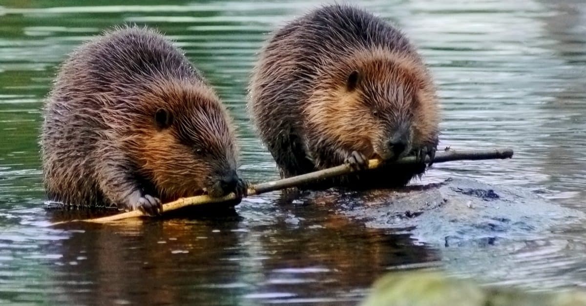 beavers with twig