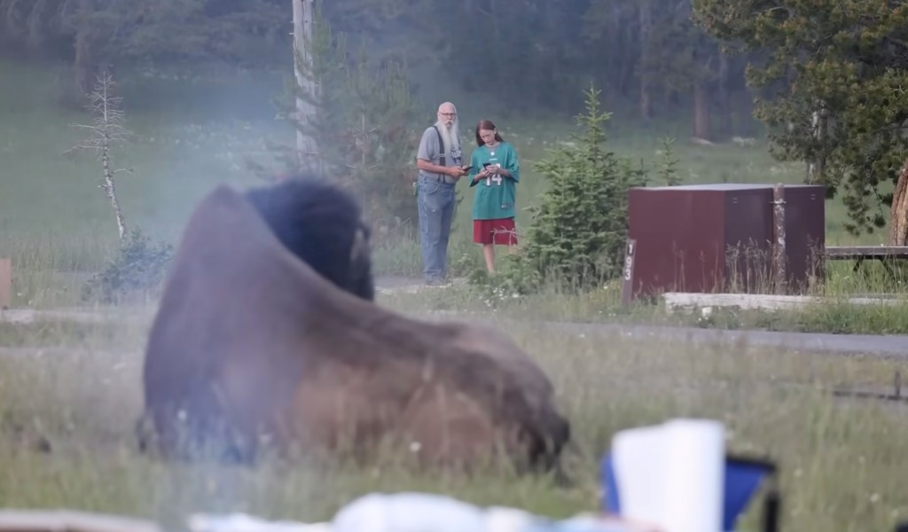 Heroic grandpa lured bison away from grandson before it tossed him 8-feet into air at Yellowstone, photographer reveals