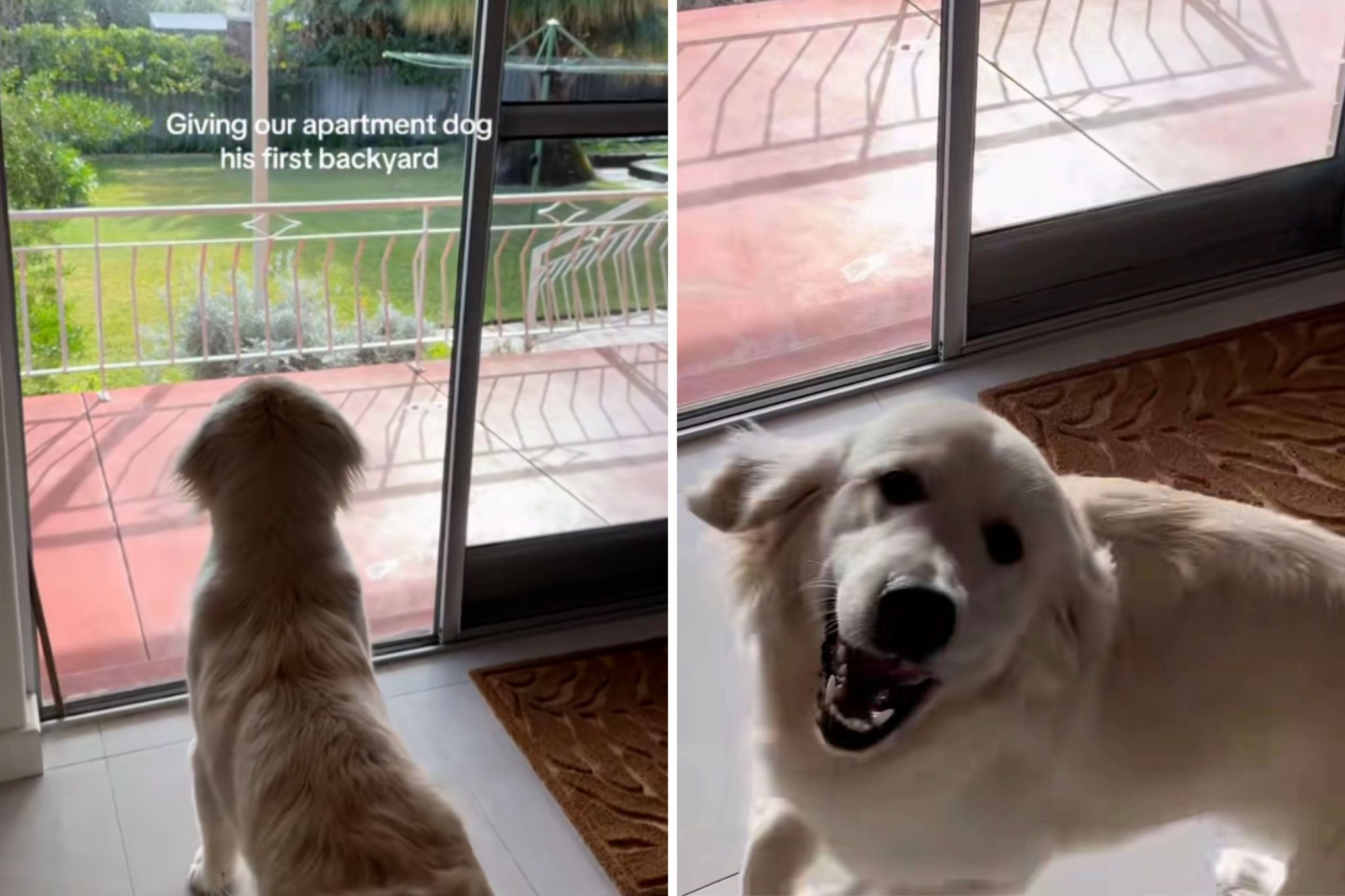 Dog has best reaction to first-ever backyard after living in apartments