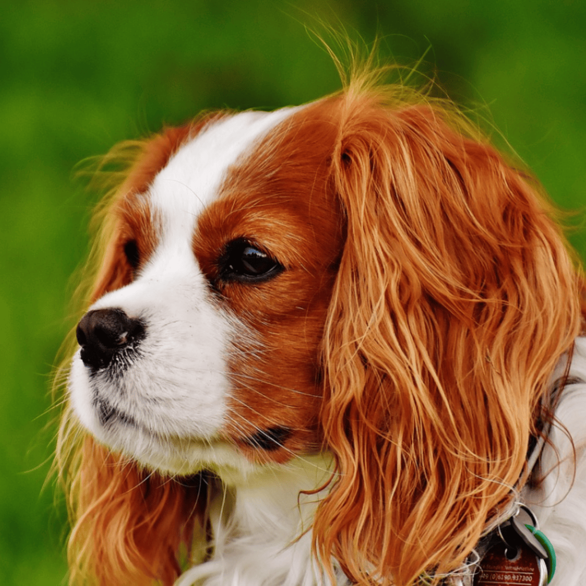 When you die, your dog doesn't think you're gone: Here's what it really thinks has happened, according to science