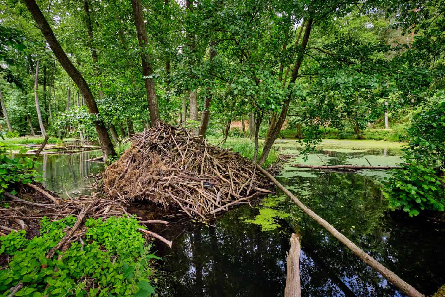 Beaver's lodge at the