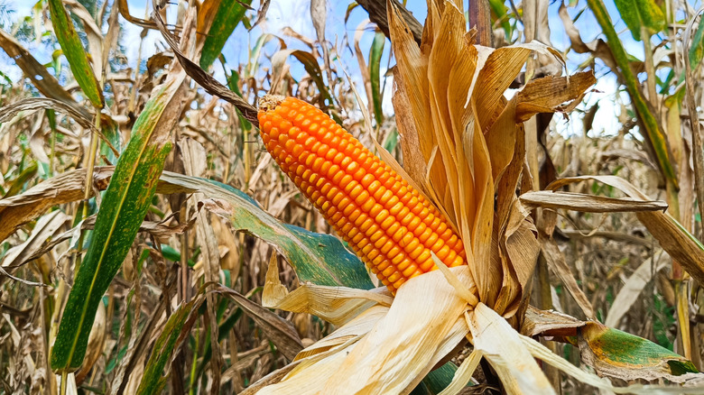 Why Popcorn Needs Its Own Special Type Of Corn