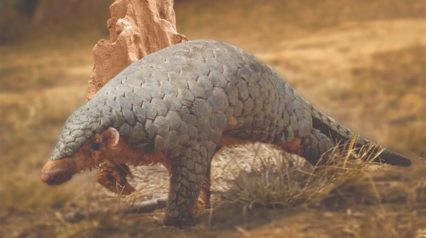 6a57eca5c1ab29378f5032ce_6a57eca3db00d4dcd0b9f4ae_new-pangolin-species-body-3.webp