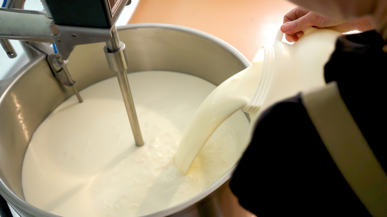 Where Does Culver's Source Its Cheese Curds?