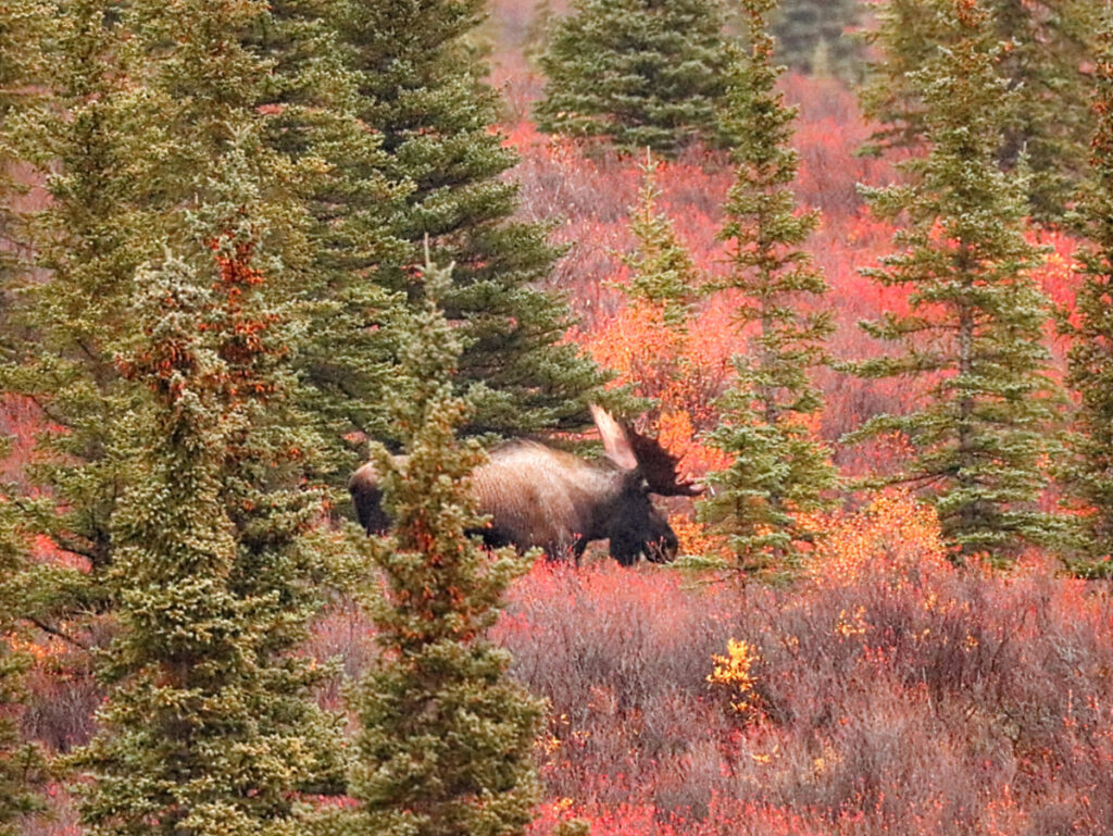 Moose and Fall Colors in Denali National Park Alaska 3