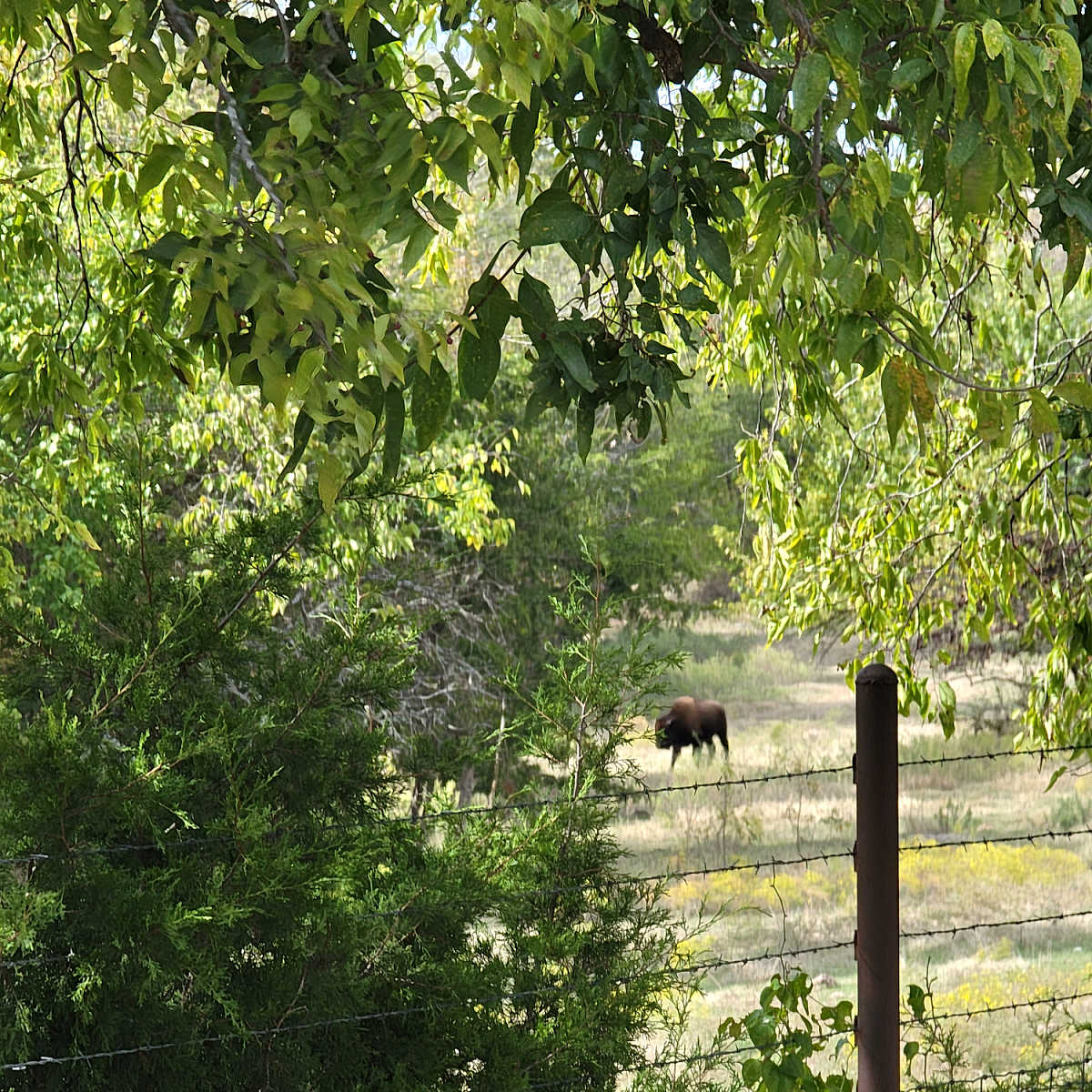 Bison at Chickasaw National Recreation Area