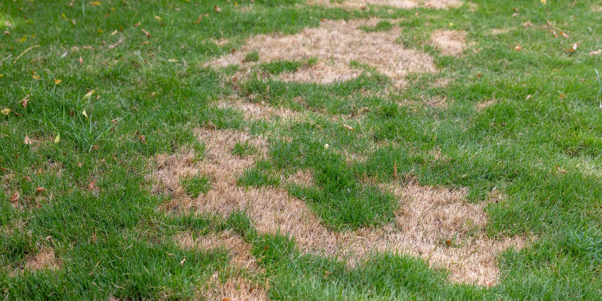 9 reasons your lawn looks worse than your neighbor’s—and how experts say to fix it