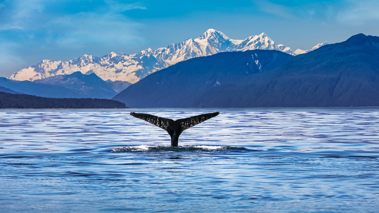 America's Least Visited State Is A Destination Full Of Breathtaking Parks, Mountains, And Abundant Wildlife