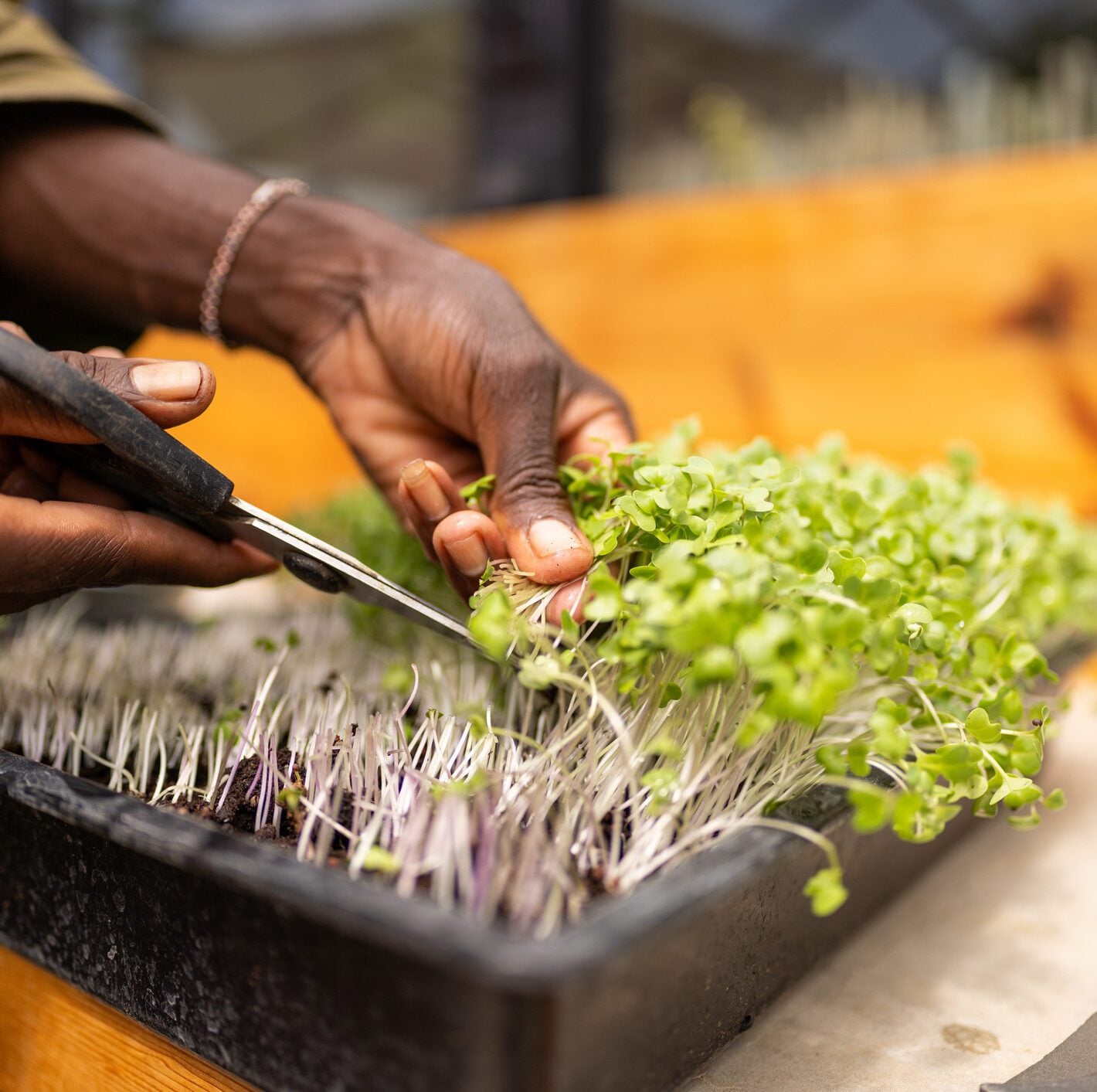 Close-up of hands harvesting fresh microgreens with scissors, showcasing sustainable urban farming practices