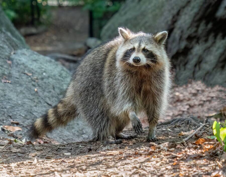 Raccoon In New York City