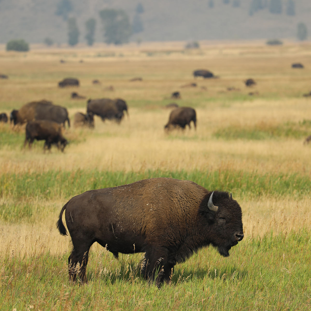 Bison in Grand Teton National Park