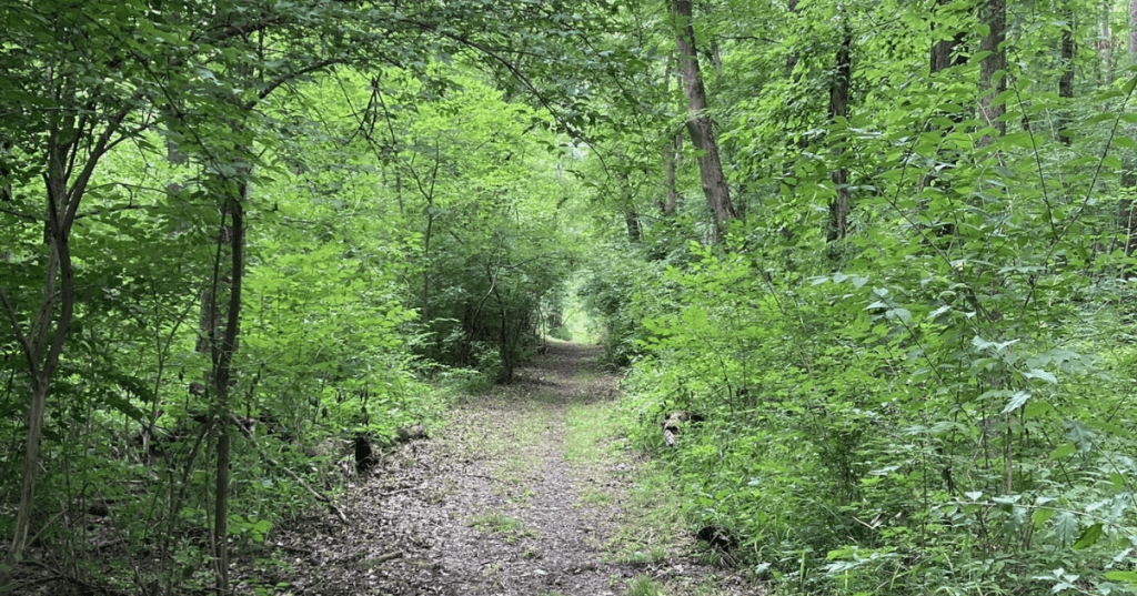 Lush green hiking trail winding through a dense forest canopy at Stonelick State Park, Ohio.