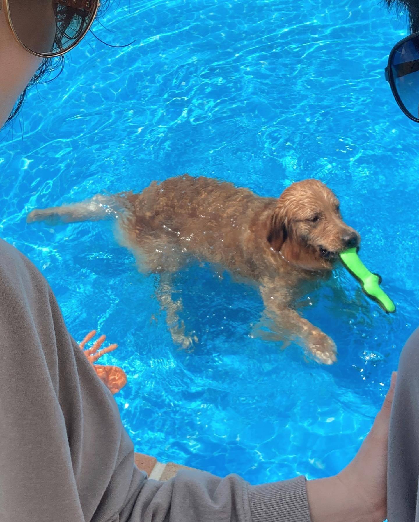 Woman notices everything has gone quiet — then she checks on her dog