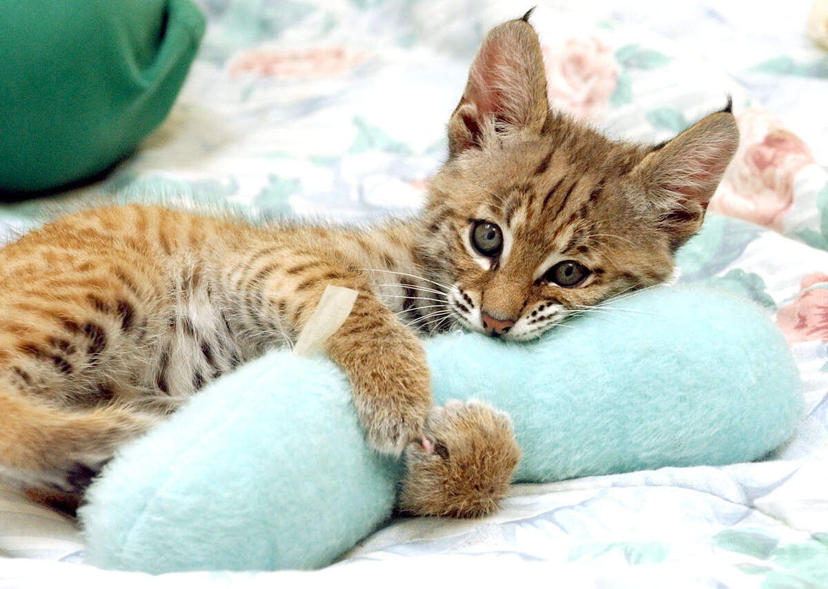 Why your cat chews on everything from plastic bags to phone cords and what the behavior really means