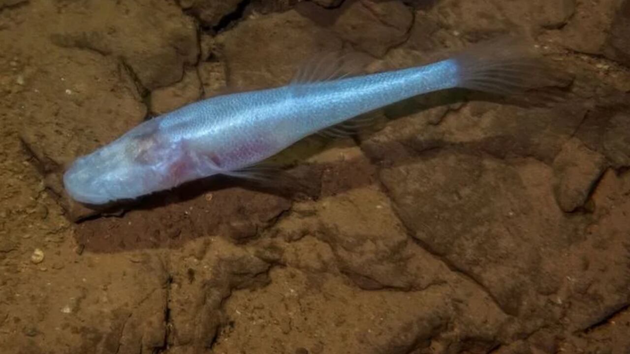 UAH scientists discover new fish species beneath Redstone Arsenal